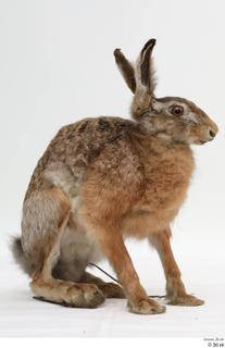 Hare  1 whole body 0002.jpg